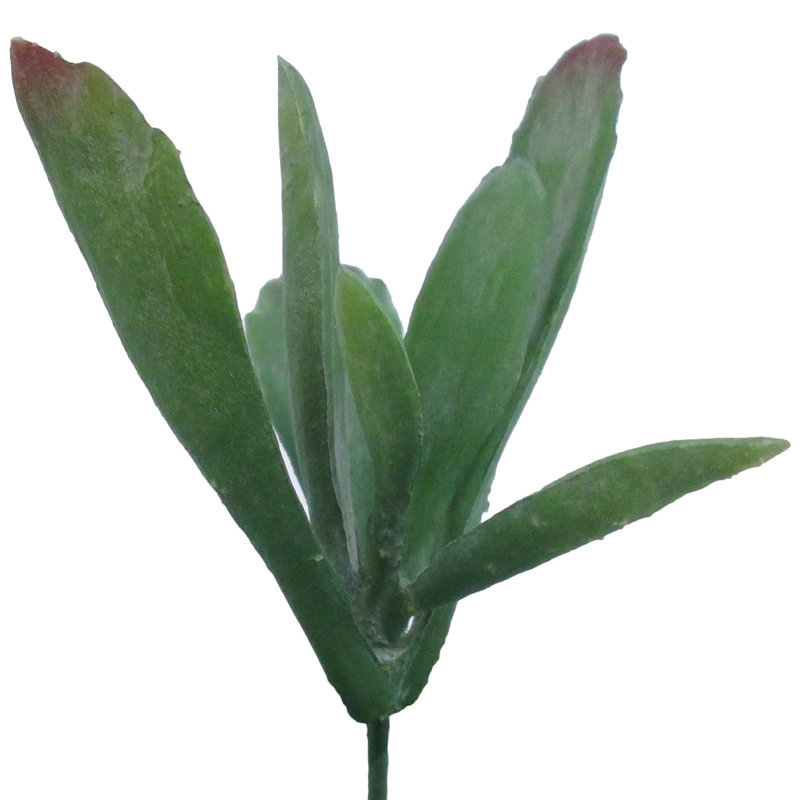 Kalanchoe Panda Plant Succulent, Green/Burgundy