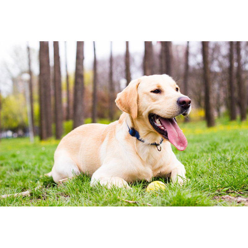 Labrador Dog - Wrapped Canvas Print, 81cm H x 122cm W x 3.8cm D