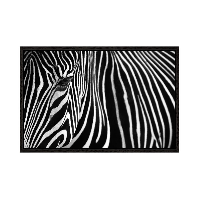 Zebra In Lisbon Zoo by Andy Mumford - Gallery-Wrapped Canvas Giclée on Canvas, Black Framed Canvas, 101.6 cm H x 66.04 cm W