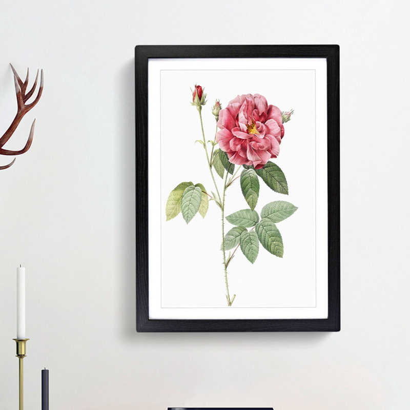 French Rose by Pierre-Joseph Redoute - Framed Print, 48cm H x 36cm W x 2cm D, Black Framed