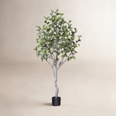 Adcock Birch Tree in Pot