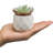 Jarema 4'' Faux Succulent Plant in Ceramic Pot