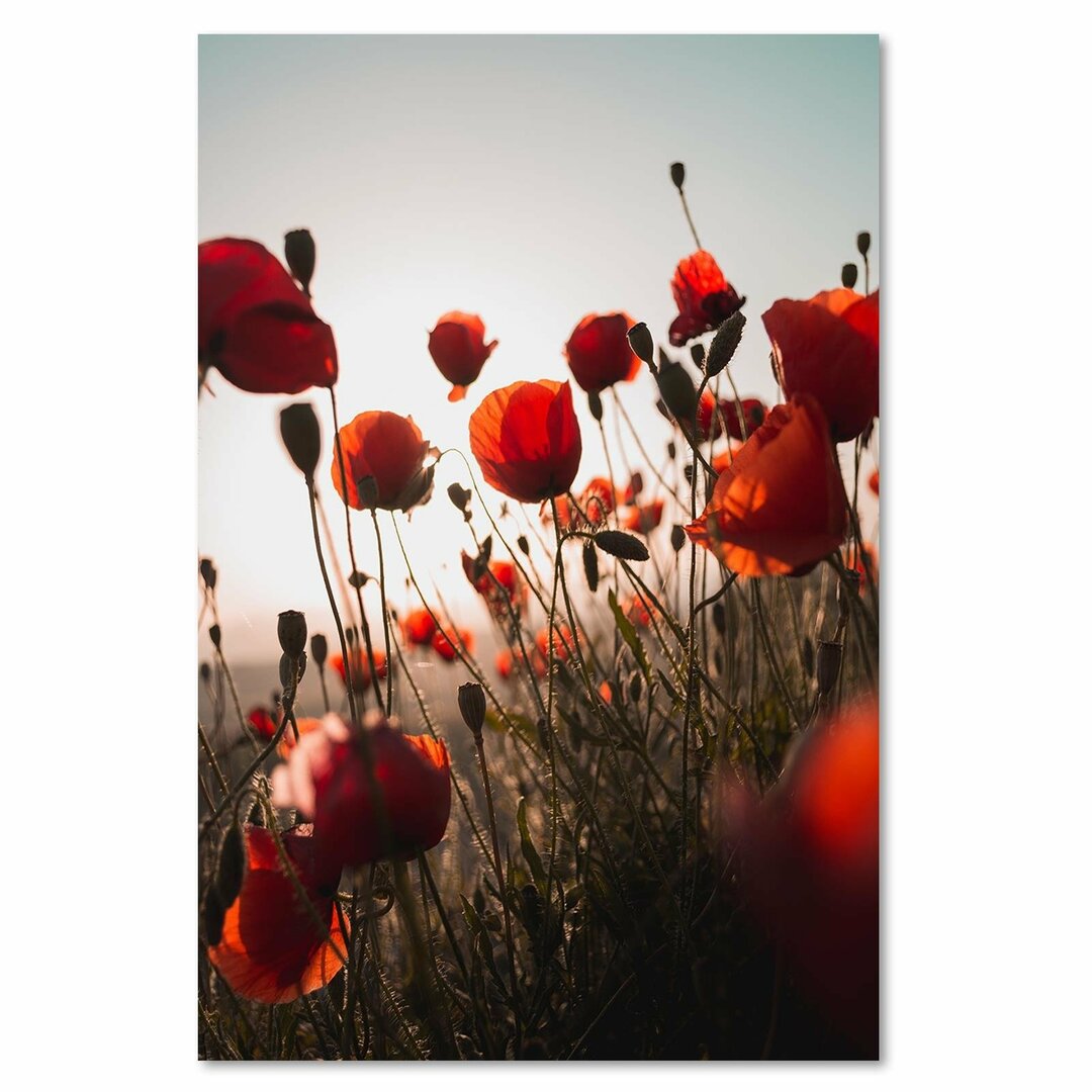 Leinwandbild Poppies in Suns