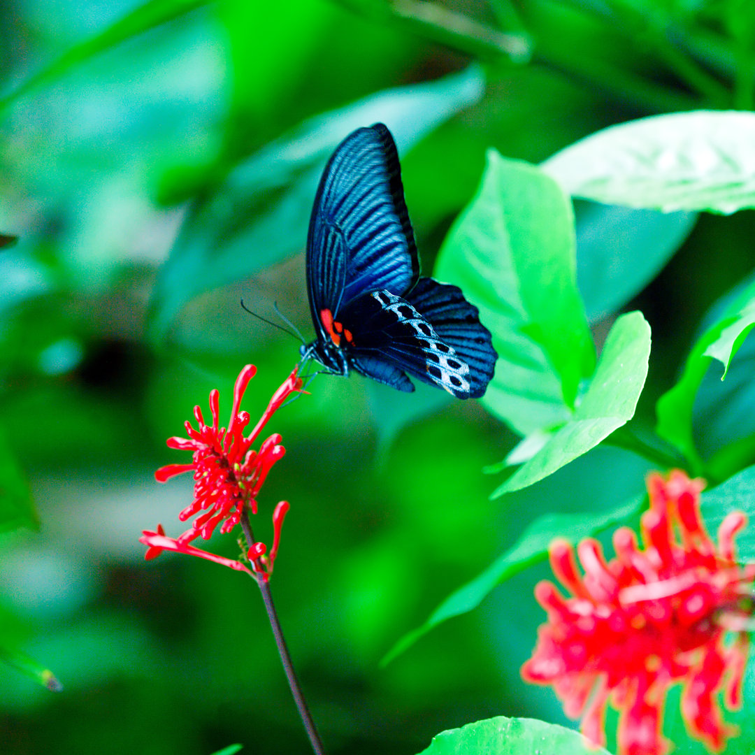 Tomblin Schmetterling auf Blume von Rostislavv - Leinwandfoto