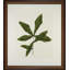 A Little Piece Of Nature III Print