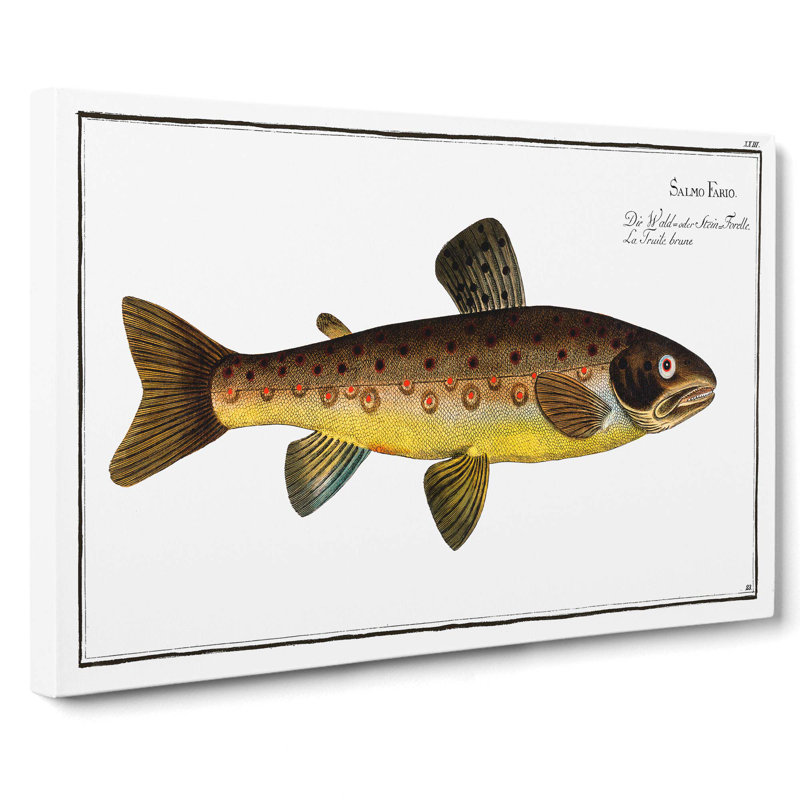 The Brown Trout Fish by M.E. Bloch - Wrapped Canvas, 40cm H x 60cm W x 3cm D