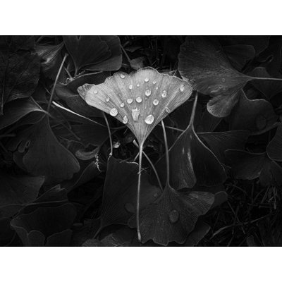 " Ginkgo " by Scott Norris