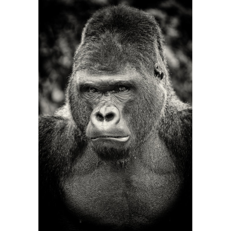 Black And White Portrait Of Angry Silverback Gorilla by RelaxFoto.de - No Frame Art Prints on Canvas, 122cm H x 81cm W