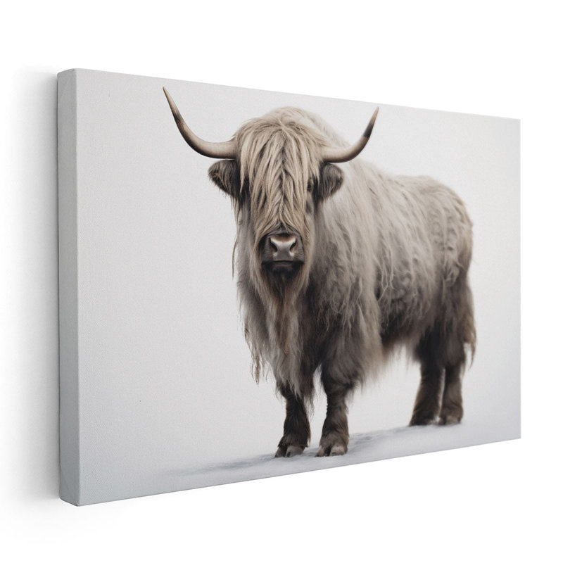 «Vache Highland sur fond blanc», H 20 po x l 30 po