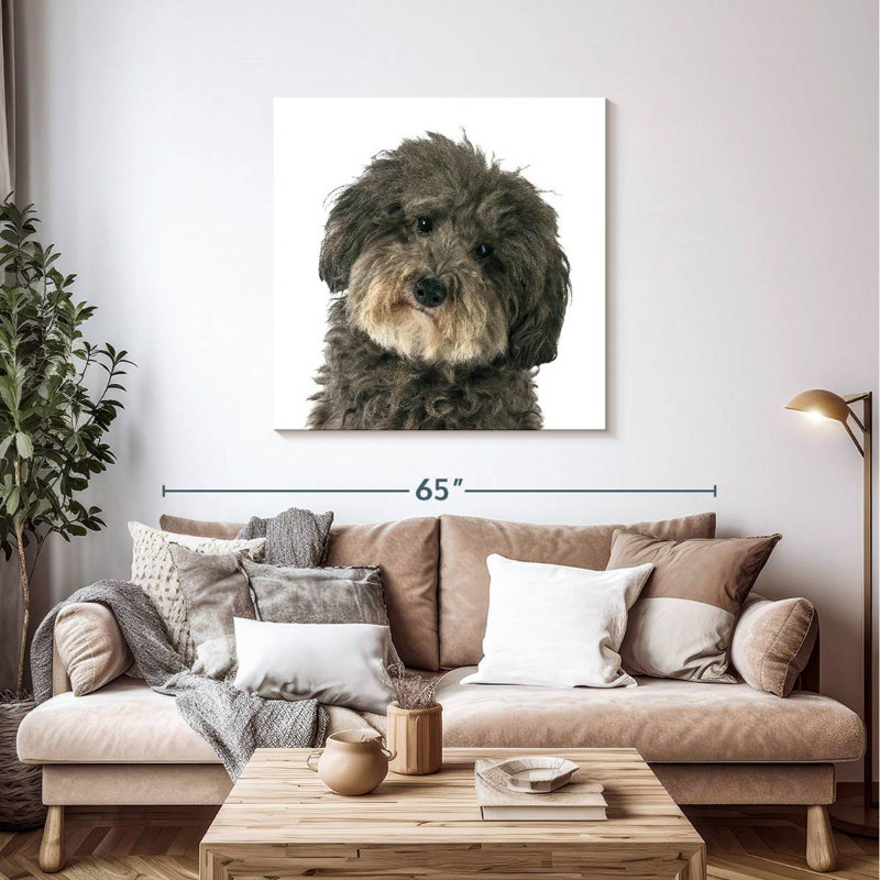 Bramly Molly le chien