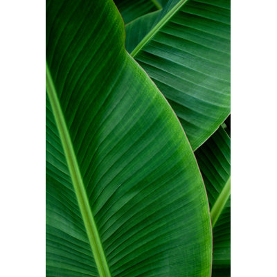 Gros plan sur une feuille de bananier par Thanabodin Jittrong - photographie sur toile tendue