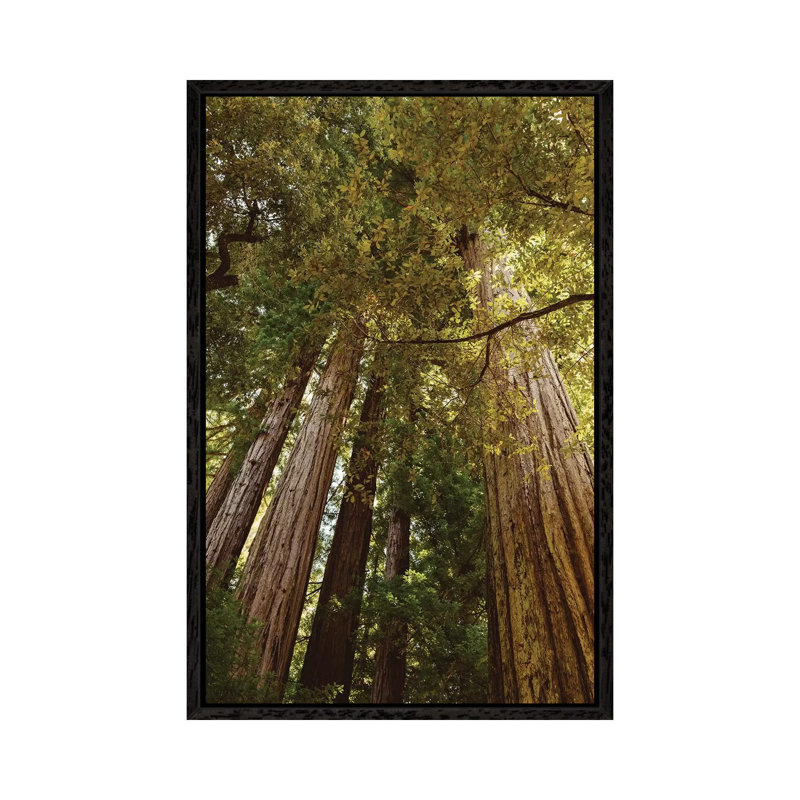 Redwood Forest by Bethany Young - Print on Canvas, 101.6cm H x 66.04cm W x 3.81cm D, Black Framed