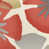 Pure Petals Coral selected