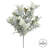 Dusty Miller Bush