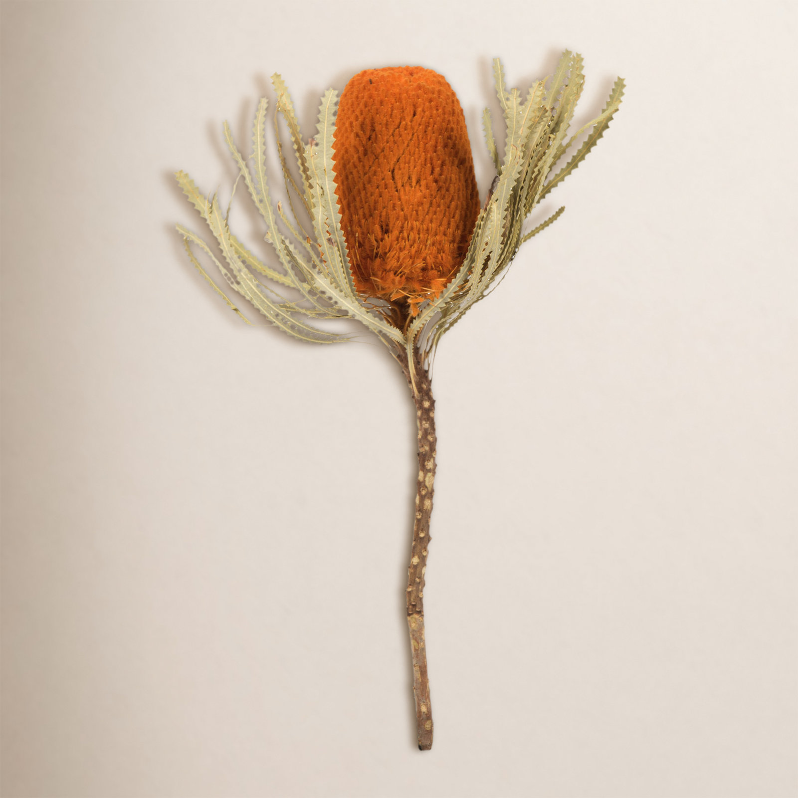 Dried Banksia Floral Stems, Autumn