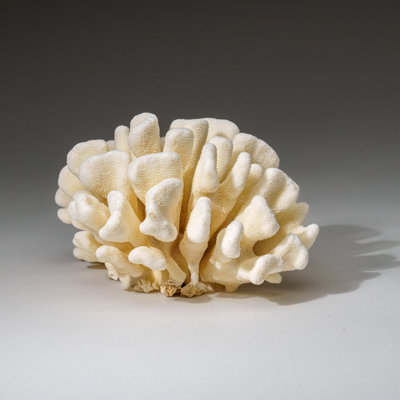 Genuine White Cat's Paw Coral (1.5 Lbs)
