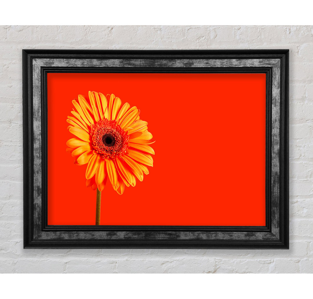 Orange auf Orange Gerbera - Druck