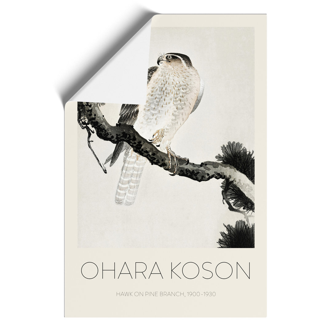 Hawk on a Pine Branch Print by Ohara Koson - Frameless Print