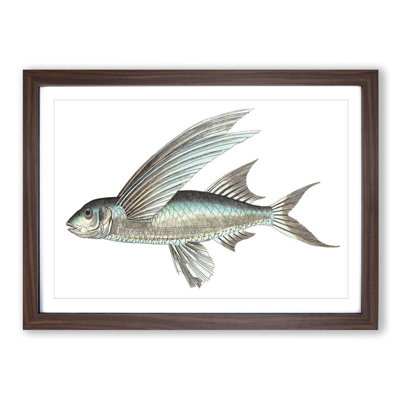 Flying Fish by George Shaw - Picture Frame Painting Print, Walnut Framed, 36cm H x 48cm W x 2cm D