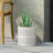 MGO PLANTER