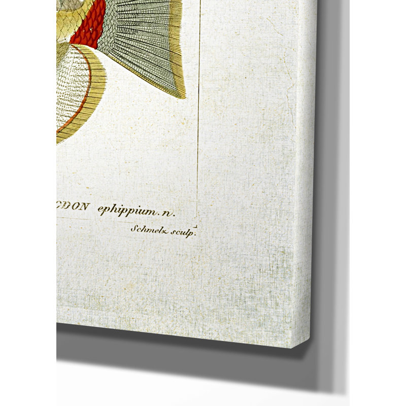 " Fish Sketch I ", 18" H x 27" W x 1.5" D, No Mat, Wrapped Canvas