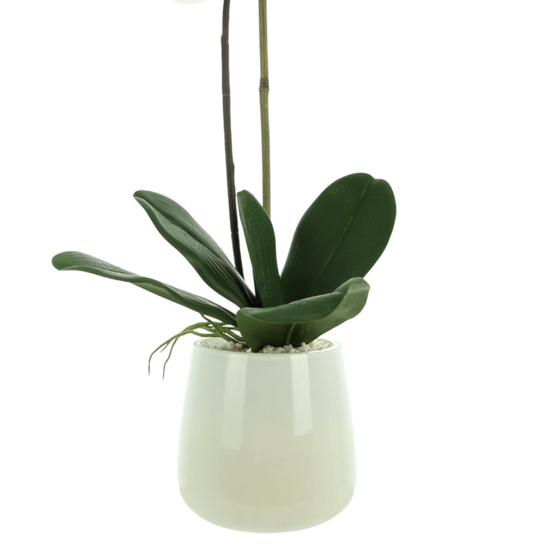 Phalaenopsis Orchid Arrangement