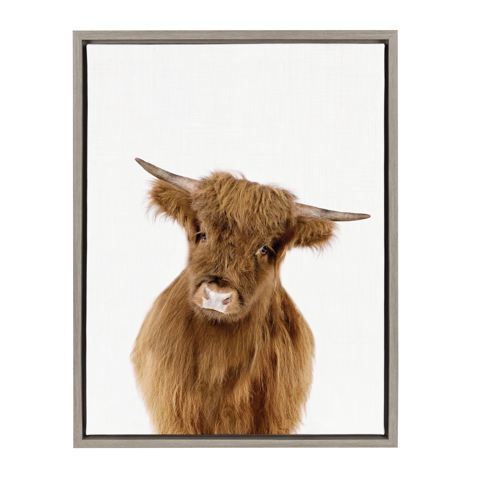 Baby Highland Calf Graphic Art on Canvas, 18" x 24", Gray Framed