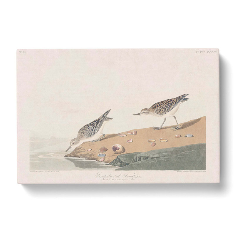 Semipalmated Sandpiper by John Audubon - Wrapped Canvas Painting, 40cm H x 60cm W x 3cm D