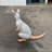 Wallaby Kangaroo Life Size Statue