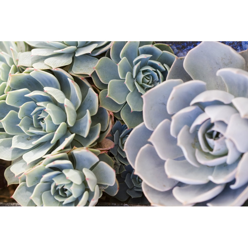 Baylan Agave Texture by TanaHayes - Wrapped Canvas Painting, 30cm H x 46cm W x 3.8cm D