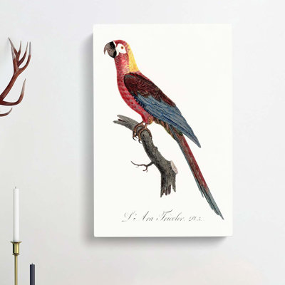Cuban Macaw Parrot by Sarah Featon - Wrapped Canvas Painting