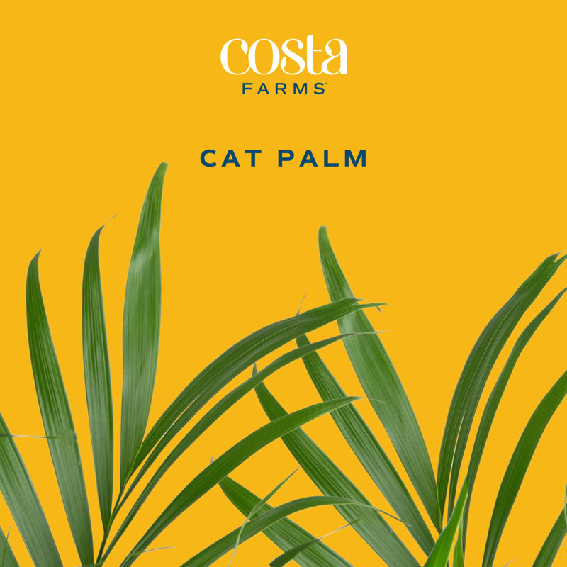 Cat Palm in Décor Planter