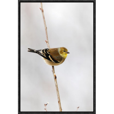 " American Goldfinch, Canada "