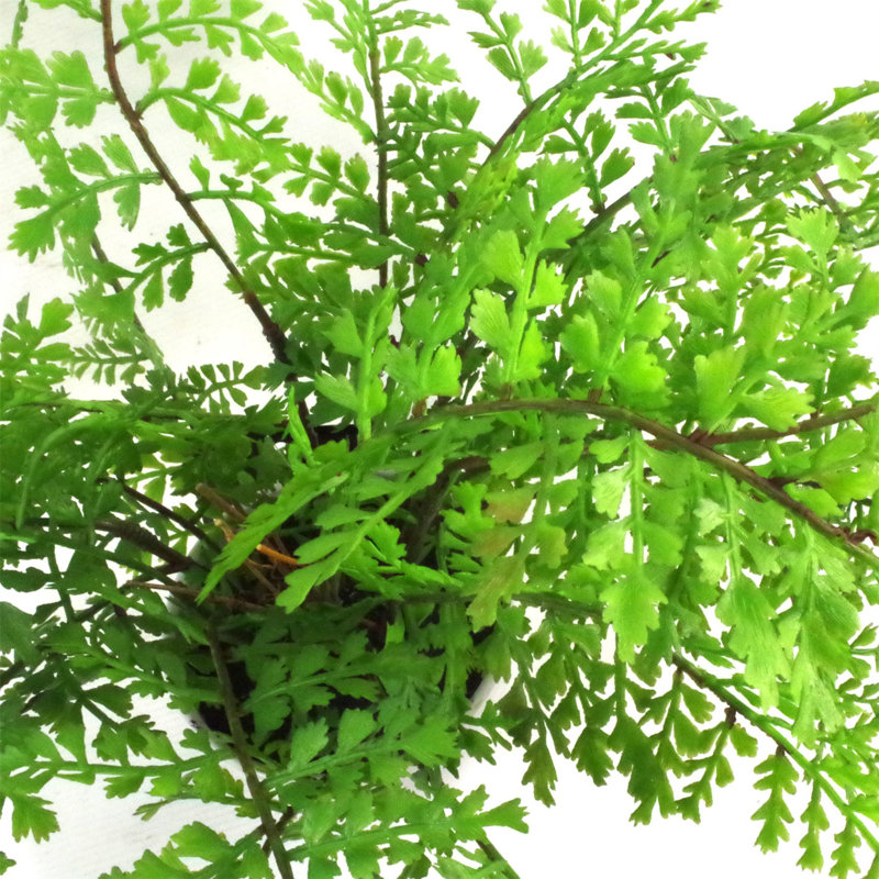 30cm Faux Plant in Pot Liner