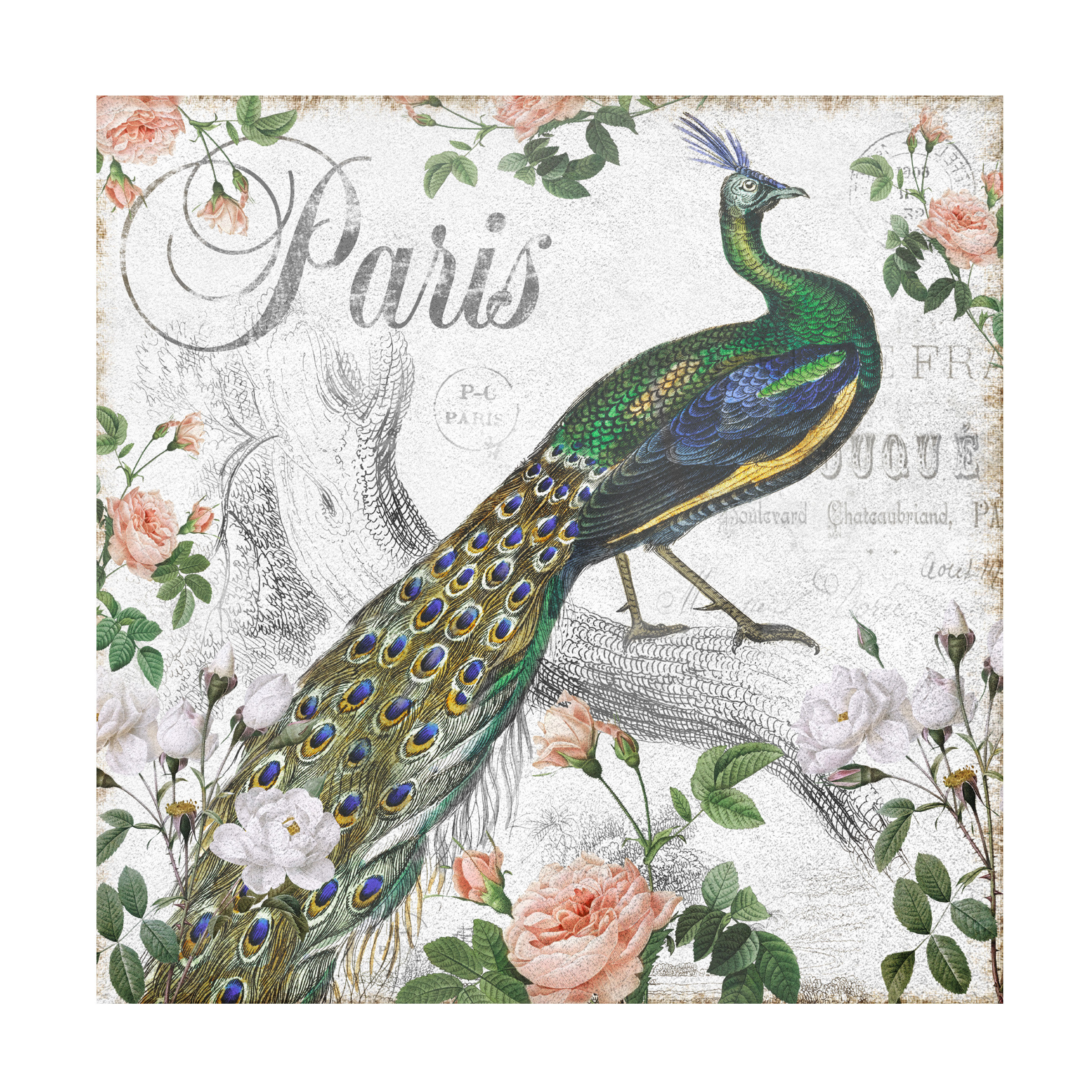 Bungalow Rose Paris Peacock On Canvas By Mary Jane Creative Print Wayfair 6810