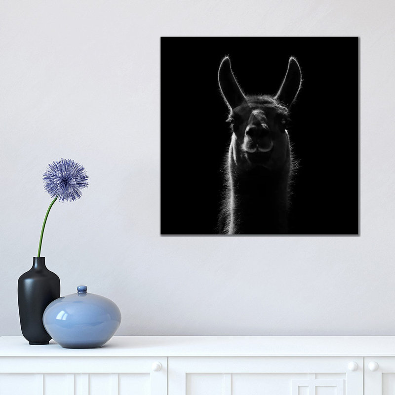 Llama In Black And White by Lukas Holas - Wrapped Canvas Print, 45.72 cm H x 45.72 cm W