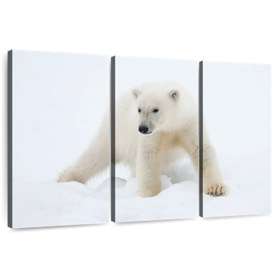 Brampt Juvenile Polar Bear
