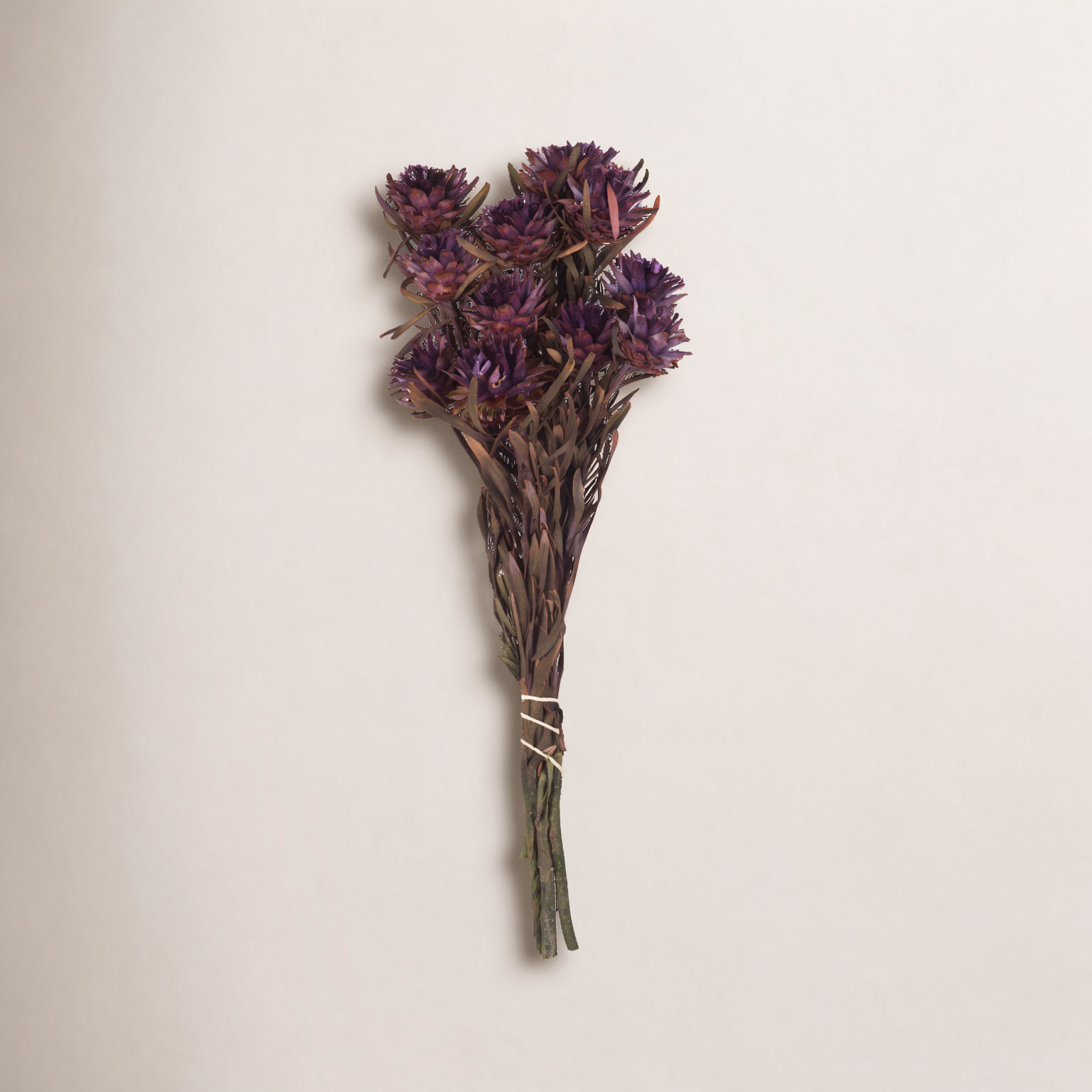 8" Plumosum Plant, Violet