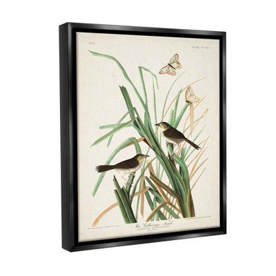 " Traditional Nature Study Floater Frame " by John James Audubon