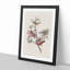 Painted Finches by John Audubon - Framed Print-55578088-55578089