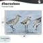 «Sandpipers Beach Coastal», giclée encadrée par Lorenzo Collective-1756940361-1756940360