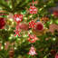 2.1cm Wood Holiday Shaped Ornament