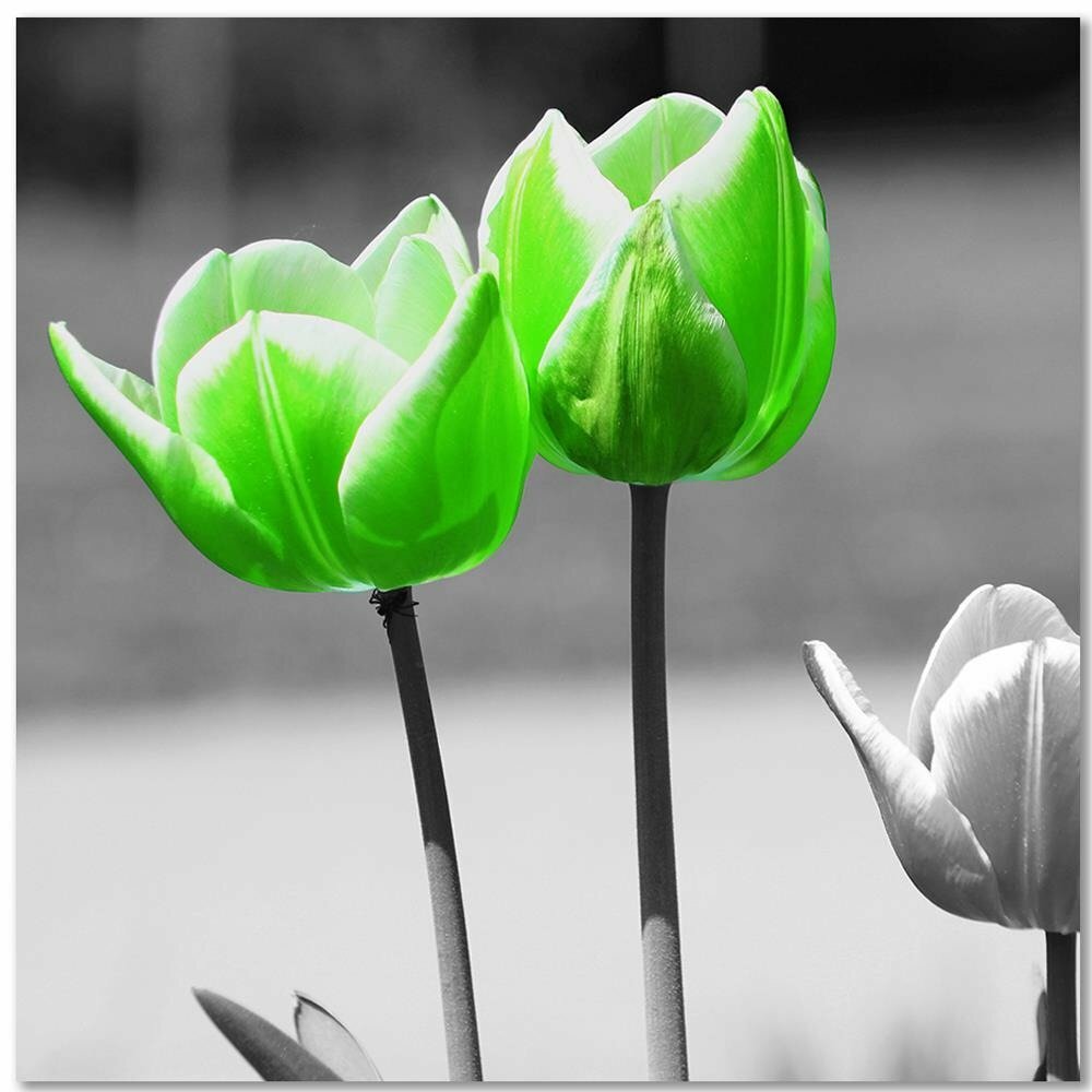 Leinwandbild Grüner Mohn in Grau