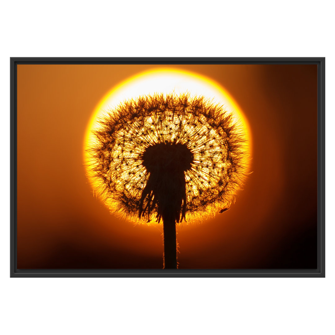 Gerahmtes Wandbild Pusteblume abends