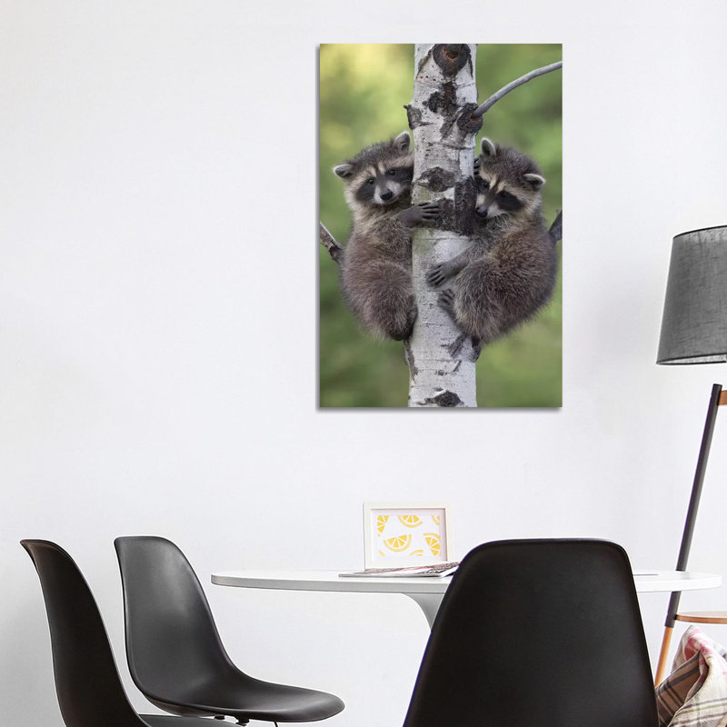 Raccoon Two Babies Climbing Tree, North America II by Tim Fitzharris - Wrapped Canvas Print