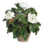 Garden Magnolia In Planter-1730606624