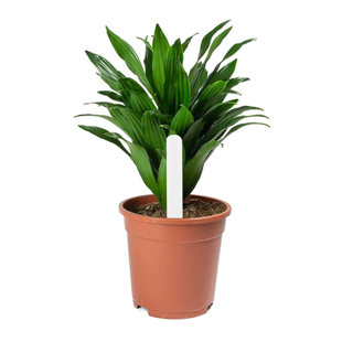 Planter Label Stake