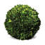 Preserved Greens Topiary, Hedge Plant in-1214296196