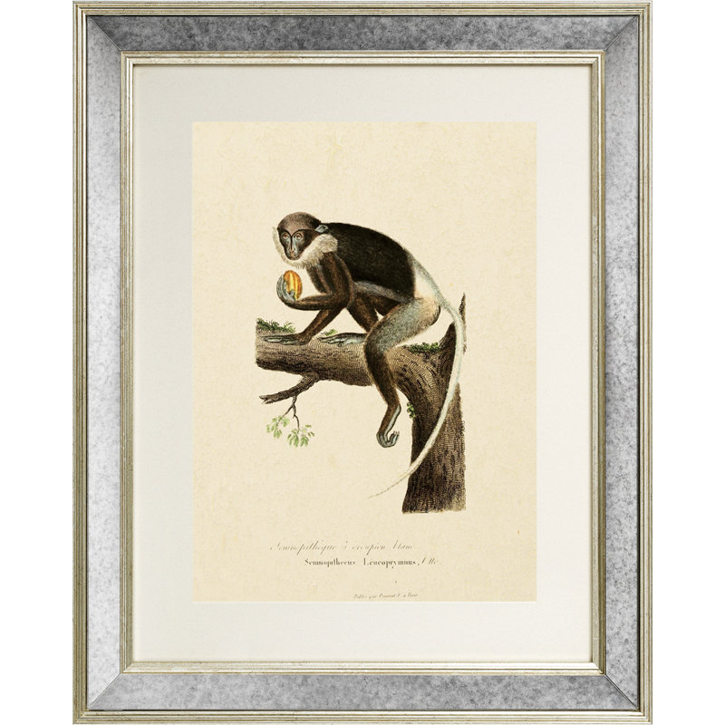 Primate II - Single Picture Frame Print on Canvas