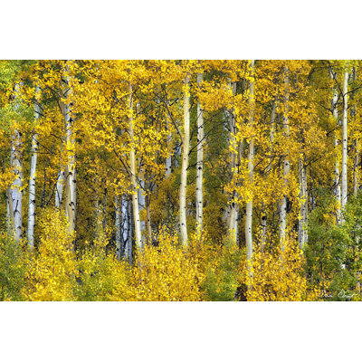 Yellow Woods II - Wrapped Canvas Painting